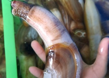 Hải Sản Tươi Sống Bữa Ăn Hồi Phục Sức Khỏe Sau Một Ngày Làm Việc Mệt Mỏi